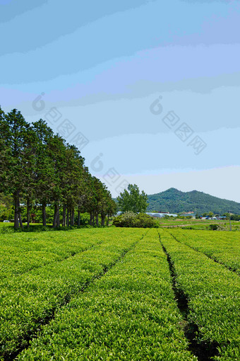 绿色茶园树林山区风景摄影图