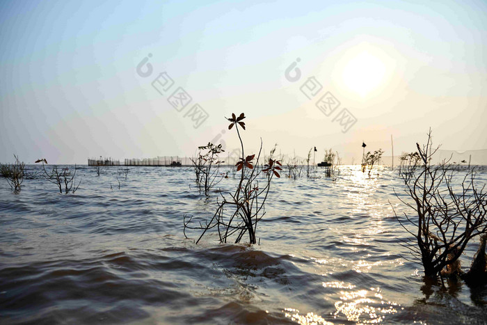 落日余晖下的芦苇荡湖泊风景摄影图