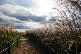 <strong>韩国</strong>银色火焰草田间小路风景