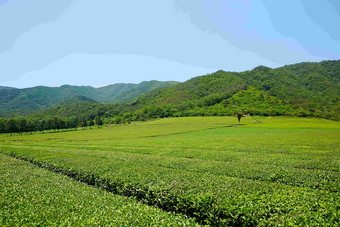 绿色茶山间自然风景摄影图