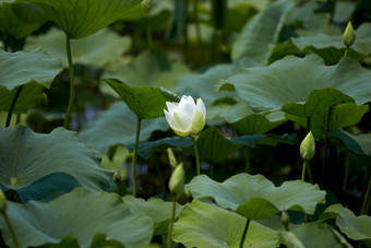 莲花开花池塘叶