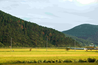 大米帕迪Geojesi黄色<strong>的</strong>