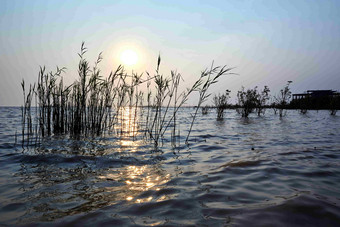 湖泊芦苇植物唯美风光摄影图