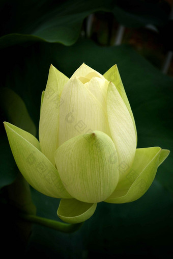 白色莲花特写镜头植物自然摄影图