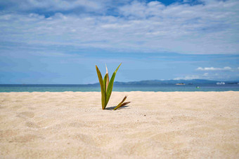 斐济沙滩<strong>海洋</strong>植物特写景观摄影图