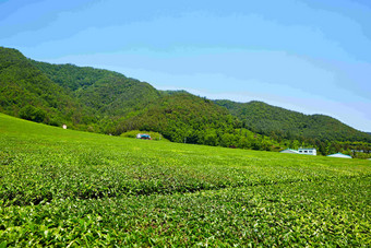 一片绿色茶园自然农场风景摄影图