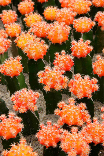 成片蟹爪仙人掌花养殖植物特写摄影图