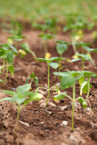 <strong>发芽</strong>土壤污垢<strong>植物</strong>