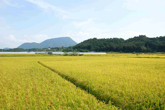 大米帕迪农场植物