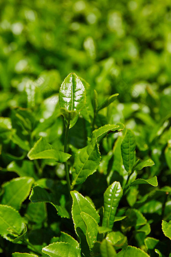 绿茶嫩叶尖自然植物摄影图