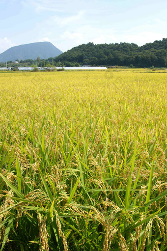 大米帕迪<strong>农场</strong>自然