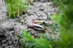 绿草旁泥地上一只蟹的蟹钳特显眼