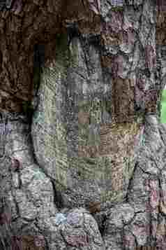 树木枯树皮涂鸦特写细节摄影图