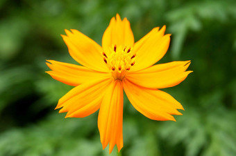 自然植物橙黄色小雏菊特写摄影图