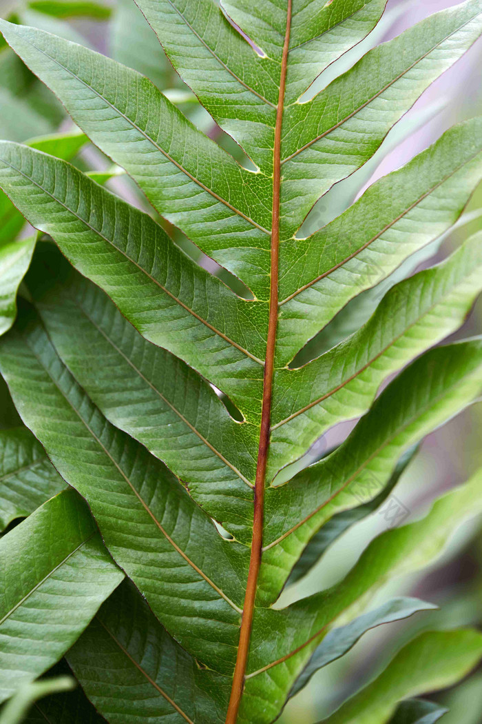 欧洲蕨羊齿类植物在户外