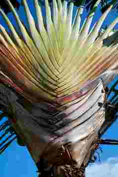 树斐济芭蕉植物叶子特写镜头摄影图