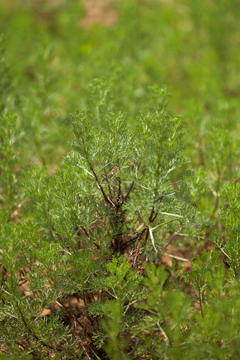 青蒿<strong>薄荷</strong>自我治愈