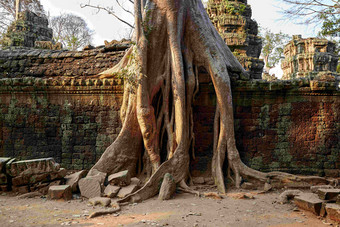 古寺庙建筑老树根风景摄影图