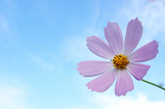 紫色小雏菊蓝天下的花朵特写摄影图