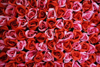 玫瑰许多花红色的