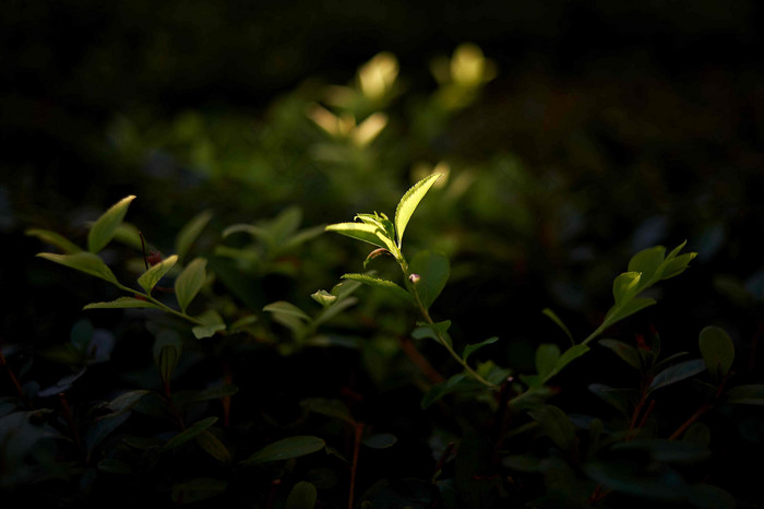 树叶植物自然户外树叶景观摄影图