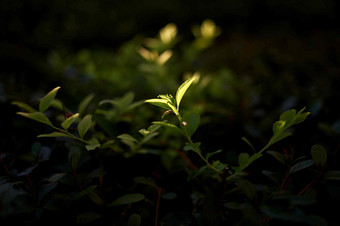 树叶植物<strong>自然</strong>户外树叶景观摄影图