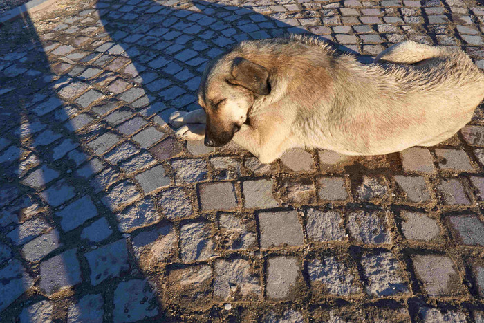 狗动物午睡卡帕多西亚