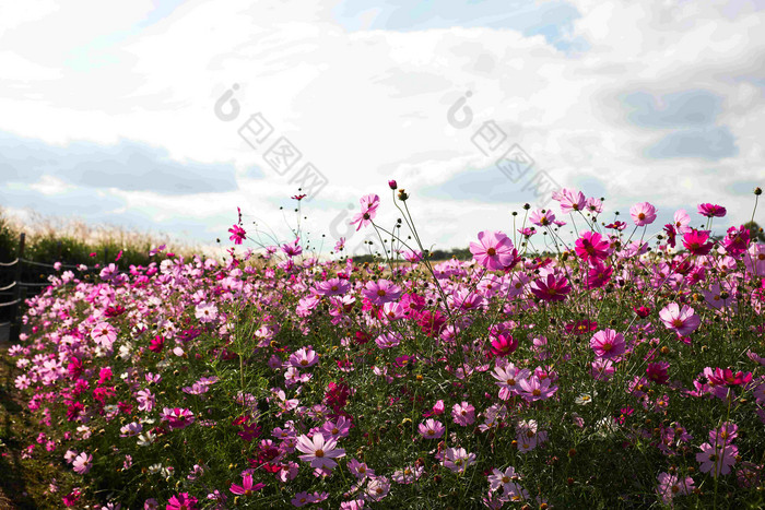 一片粉红的花远景拍摄