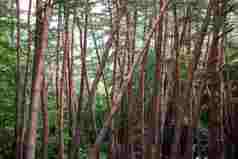 树林森林树木景色摄影图