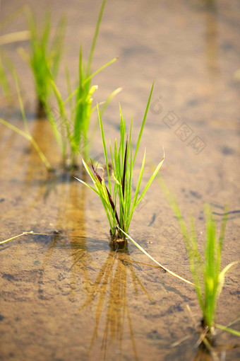 大米帕迪<strong>种植植物</strong>