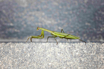 螳螂昆虫绿色向上