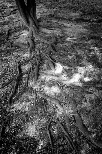 埋在地下的老树根特色景观摄影图