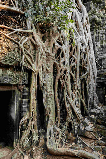 寺庙建筑盘根错节的老树根风景图