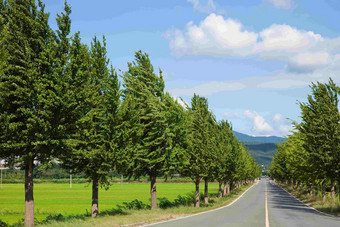 马路街道树林绿植静物摄影图