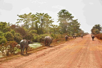 泰国柬埔寨大象路街动物景观摄影图