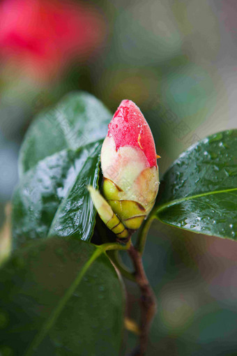 粉红色雨中的山茶花花苞特写摄影图