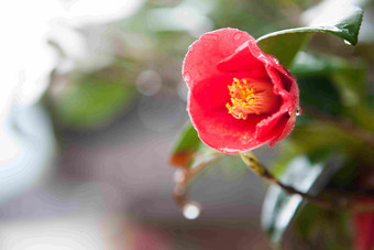 雨天里粉红色<strong>山茶花</strong>植物特写摄影图