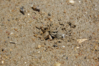 蟹Yulpo海滩Jeollanamdo