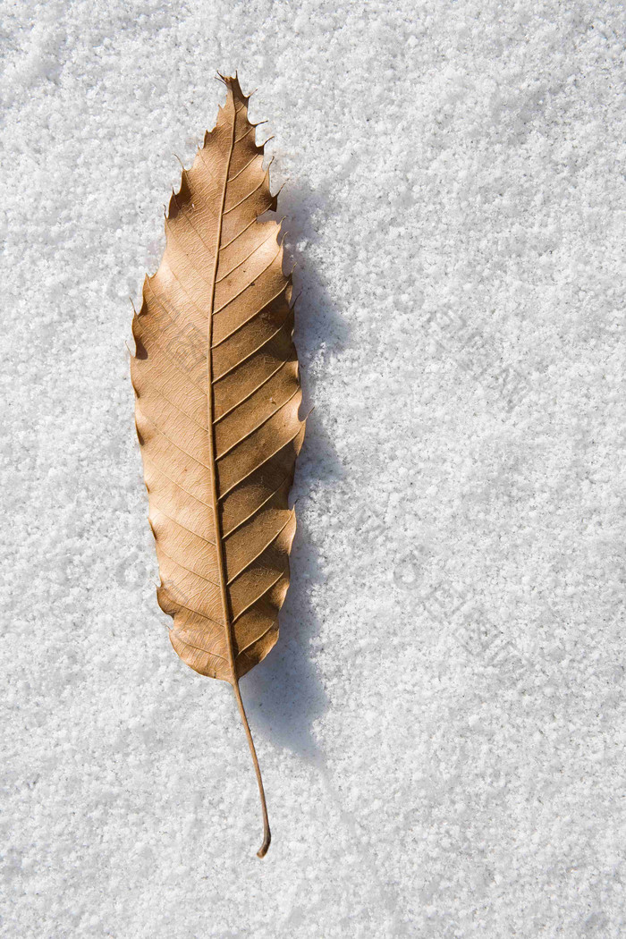 雪地上一片枯黄落叶特写