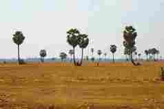 广阔沙地草原稀疏植物景观摄影图