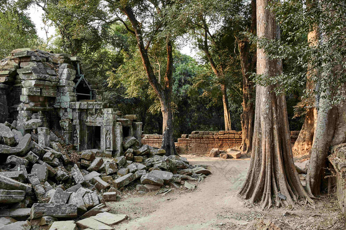 废弃的建筑森林古树景观摄影图