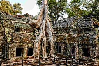 古老寺庙攀附的古树根风景摄影图