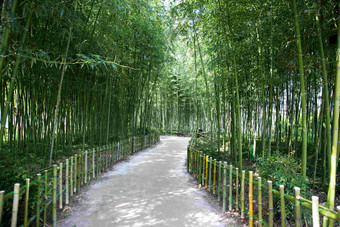绿色竹林里的小道走廊自然摄影图