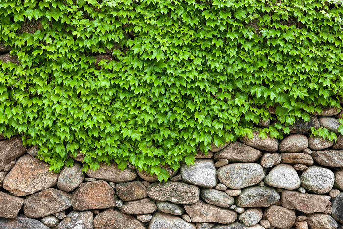 绿色藤蔓爬满石子石块堆积起的墙上