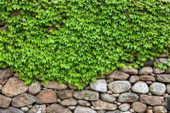 绿色<strong>藤蔓</strong>爬满石子石块堆积起的墙上