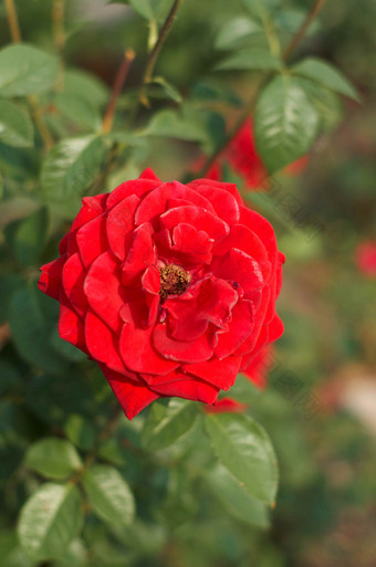玫瑰红色的颜色开花
