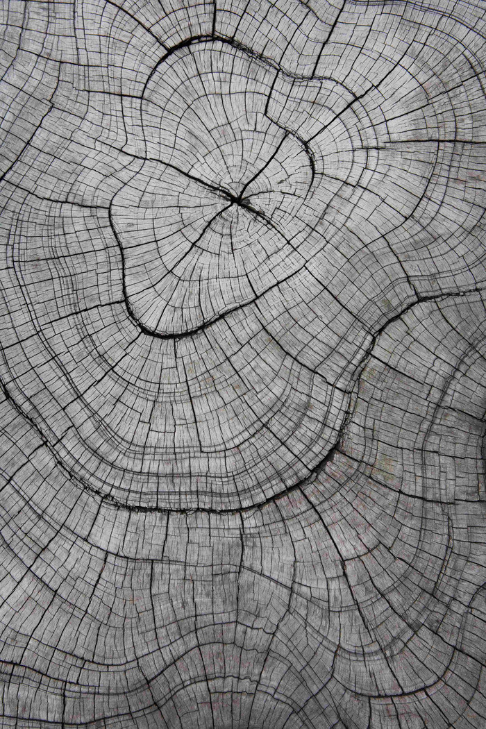 树木木桩植物枯裂纹理特写摄影图