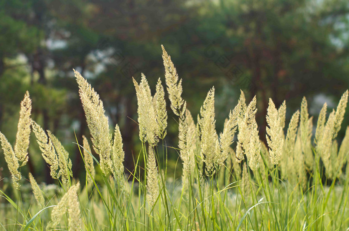 白色绿色植物户外