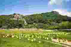 纸风车黄色森林山地风景摄影图