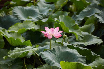 莲花开花<strong>池塘</strong>水生